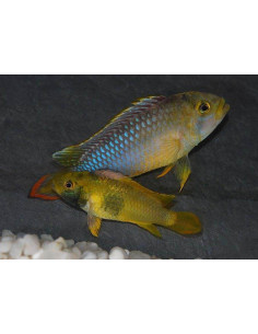 APISTOGRAMMA NIJSSENI