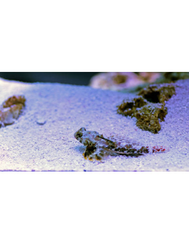 SYNCHIROPUS OCELLATUS