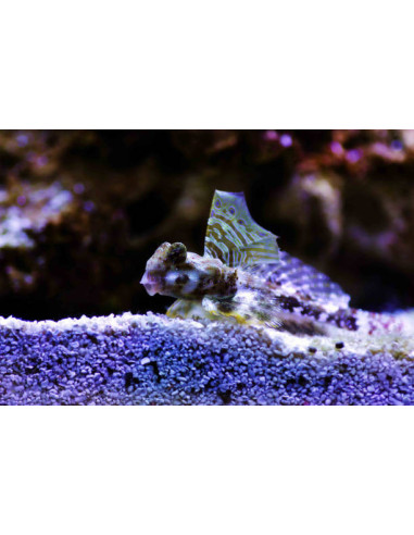 SYNCHIROPUS OCELLATUS
