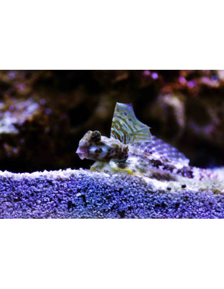 SYNCHIROPUS OCELLATUS