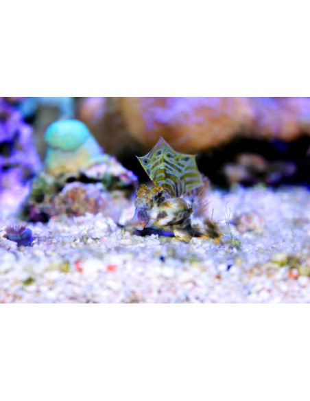 SYNCHIROPUS OCELLATUS