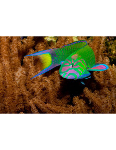 THALASSOMA LUNARE