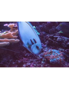 ACANTHURUS TENNENTI