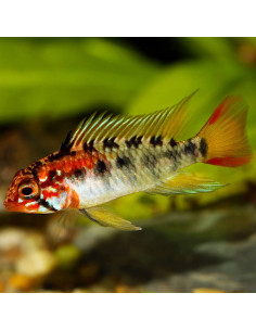 APISTOGRAMMA MACMASTERI RED HEAD