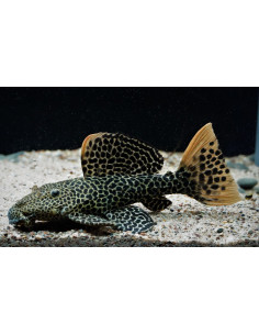 PSEUDACANTHICUS LEOP.L114 (RED FIN STERNELLA)