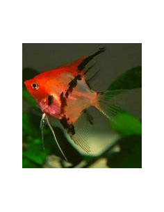 PTEROPHYLLUM SCALARE RED DEVIL