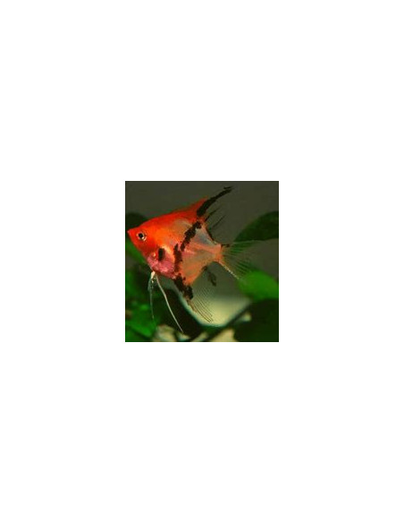 PTEROPHYLLUM SCALARE RED DEVIL