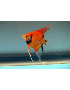 PTEROPHYLLUM SCALARE RED DEVIL