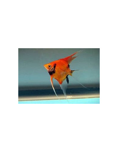 PTEROPHYLLUM SCALARE RED DEVIL