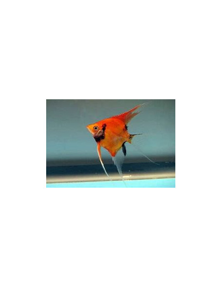 PTEROPHYLLUM SCALARE RED DEVIL