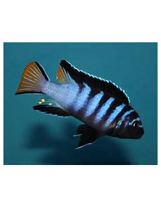 PSEUDOTROPHEUS ELONGATUS MPANGA