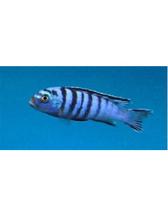 PSEUDOTROPHEUS ELONGATUS ORNATUS