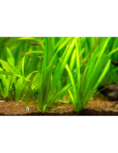 VALLISNERIA GIGANTEA POT