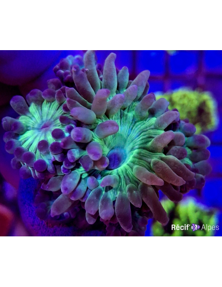 Duncanopsammia axifuga (frag) (2 plps.)