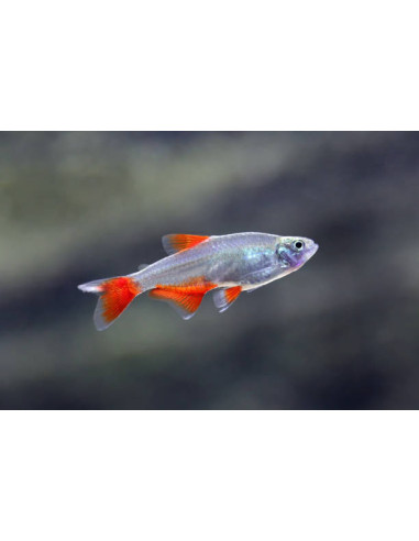 APHYOCHARAX ANISITSI