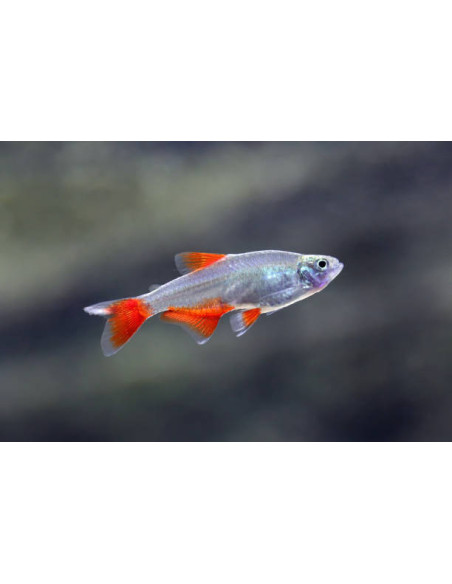 APHYOCHARAX ANISITSI
