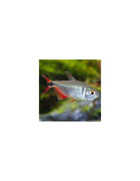 HEMIGRAMMUS CAUDOVITTATUS