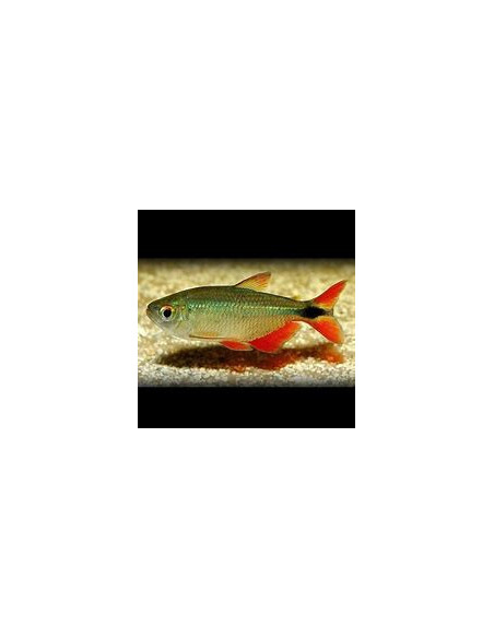 HEMIGRAMMUS CAUDOVITTATUS