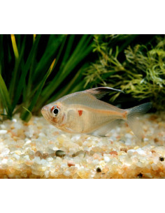 HYPHESSOBRYCON ERYTHROSTIGMA