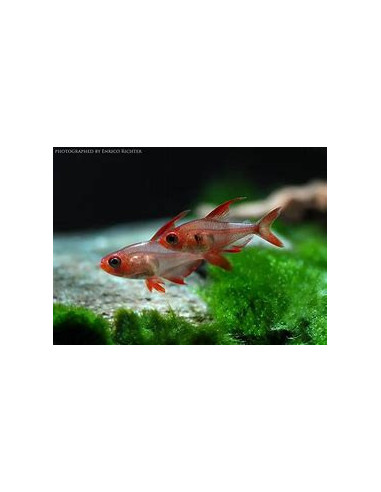 HYPHESSOBRYCON SWEGLESI