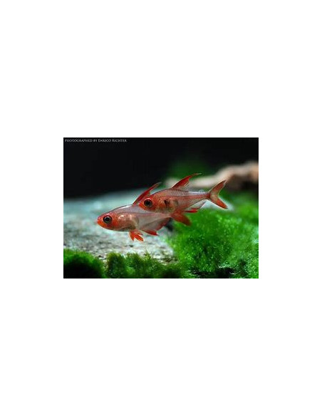 HYPHESSOBRYCON SWEGLESI