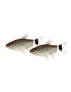 MOENKHAUSIA SANCTAEFILOMENAE