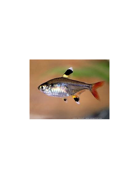 PRISTELLA MAXILLARIS