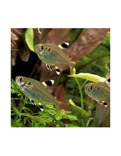 PRISTELLA MAXILLARIS
