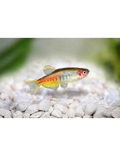 DANIO CHOPRAE