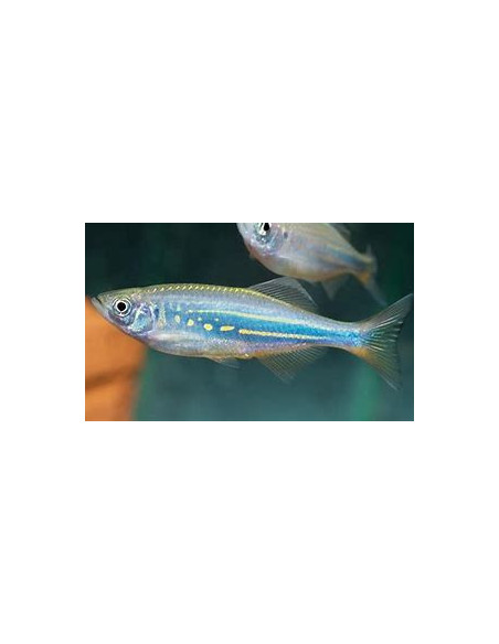 DANIO MALABARICUS