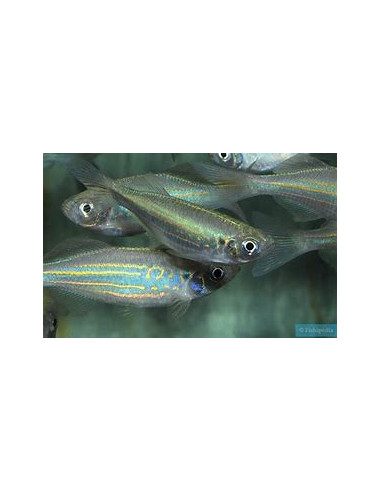 DANIO MALABARICUS
