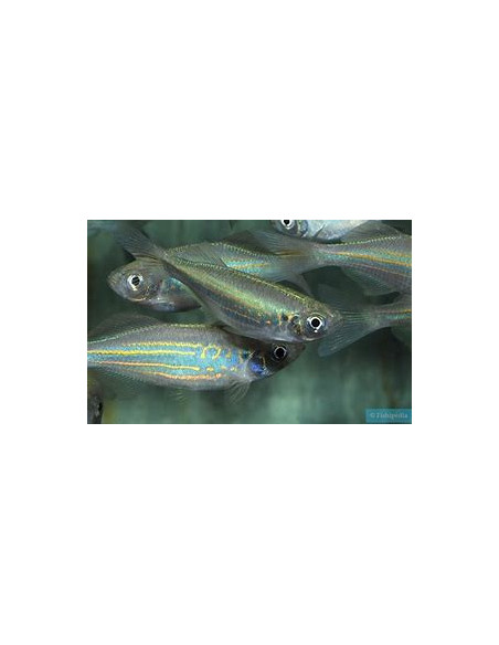 DANIO MALABARICUS