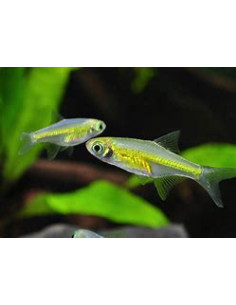 MICRORASBORA KUBOTAI
