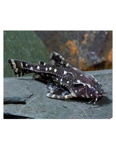AGAMYXIS PECTINIFRONS