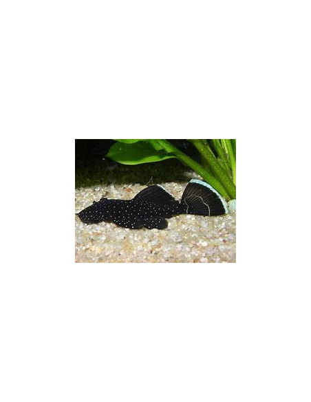 ANCISTRUS L 059