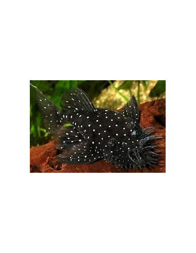 ANCISTRUS L 059