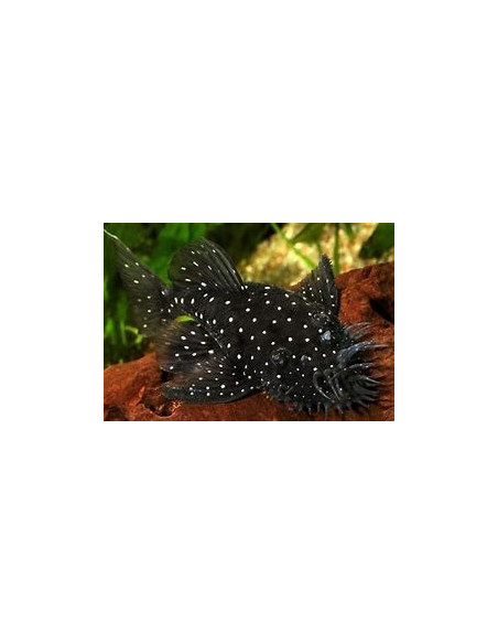 ANCISTRUS L 059