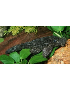 ANCISTRUS L 181