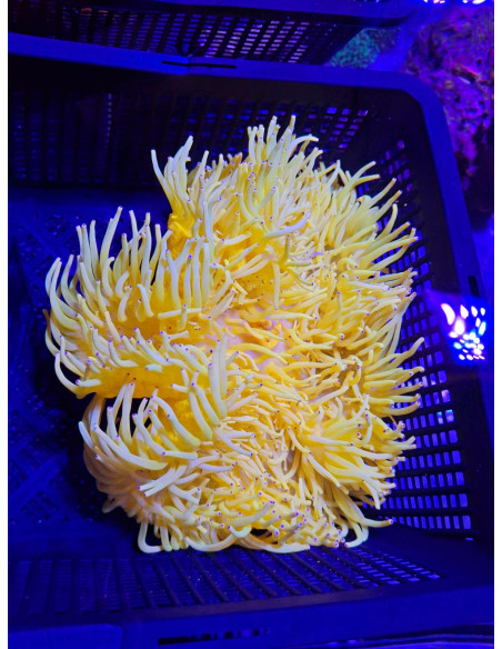 HETERACTIS MALU YELLOW