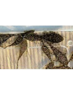 ANCISTRUS L519