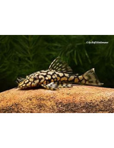 ANCISTRUS L519