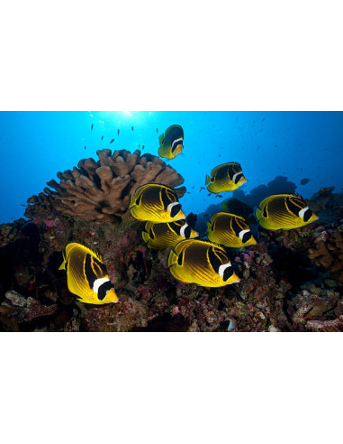 CHAETODON LUNULA