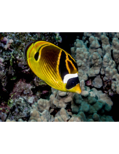CHAETODON LUNULA