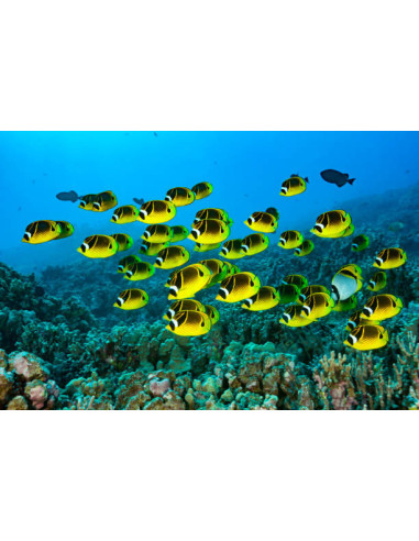 CHAETODON LUNULA