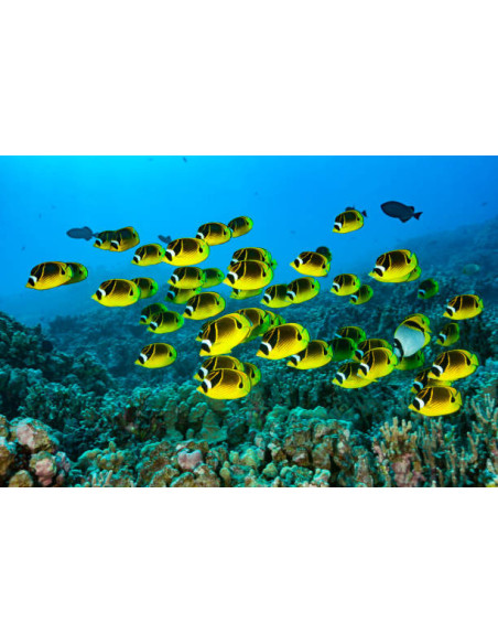 CHAETODON LUNULA