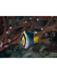 CHAETODONTOPLUS MESOLEUCUS