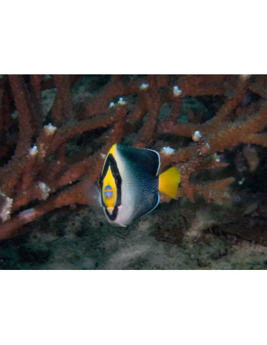 CHAETODONTOPLUS MESOLEUCUS