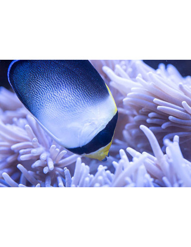 CHAETODONTOPLUS MESOLEUCUS