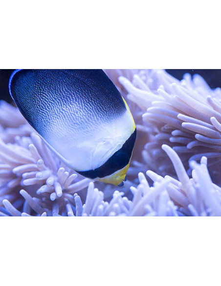 CHAETODONTOPLUS MESOLEUCUS