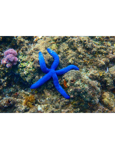 LINCKIA LAEVIGATA